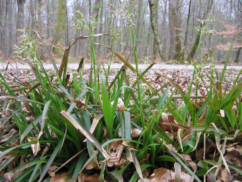 Photographie De Luzule Des Bois Luzula Sylvatica Joncac Es Prise Par